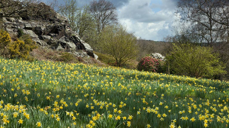 A grass meadow full of bright yellow daffodils, beneath a rocky outcrop. In the distance, a pink rhododendron is in bloom.